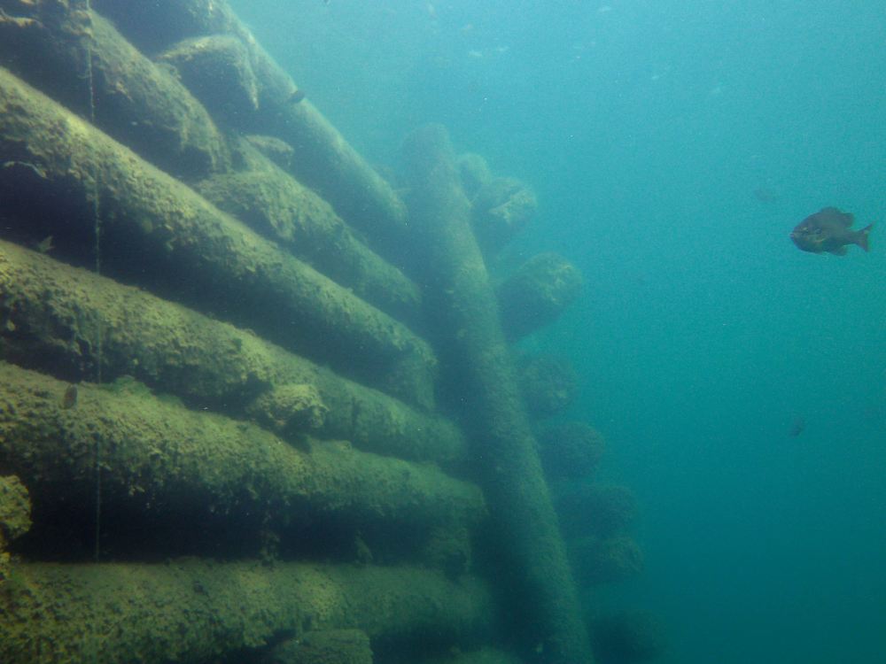 a fish swimming near wooden structure