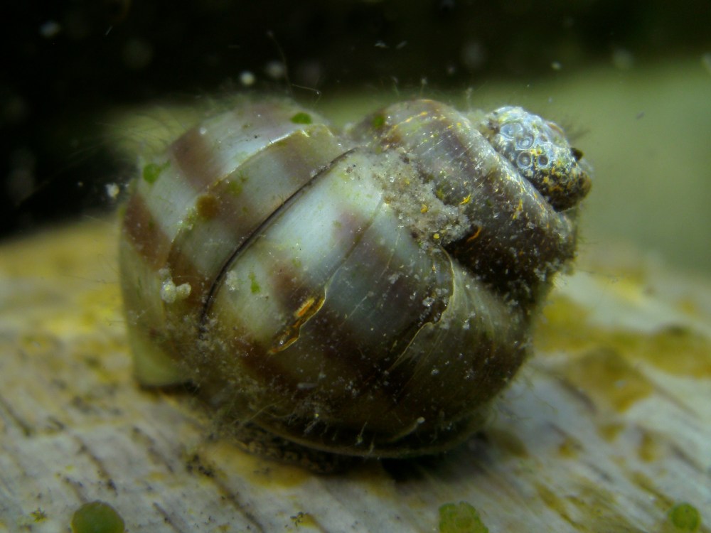 a snail underwater