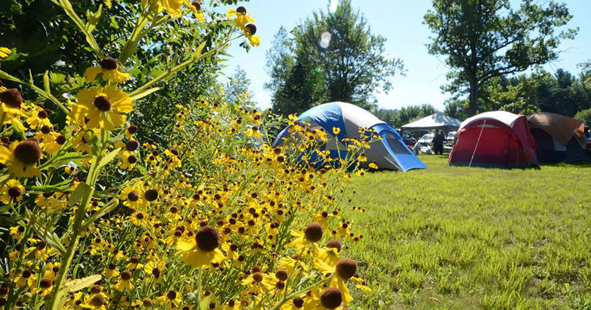 sunflowers in foregrand, tent camping in background