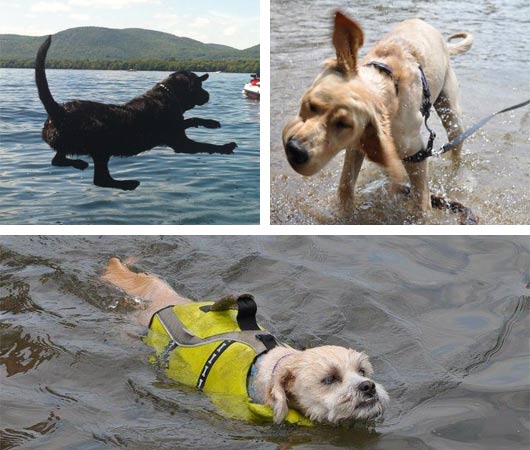 dogs swimming in lake george