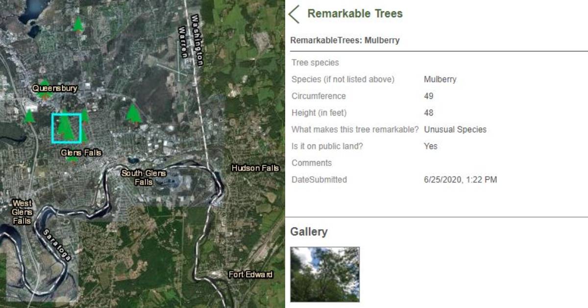 screenshot of tree challenge website