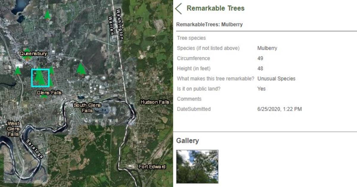 screenshot of tree challenge website