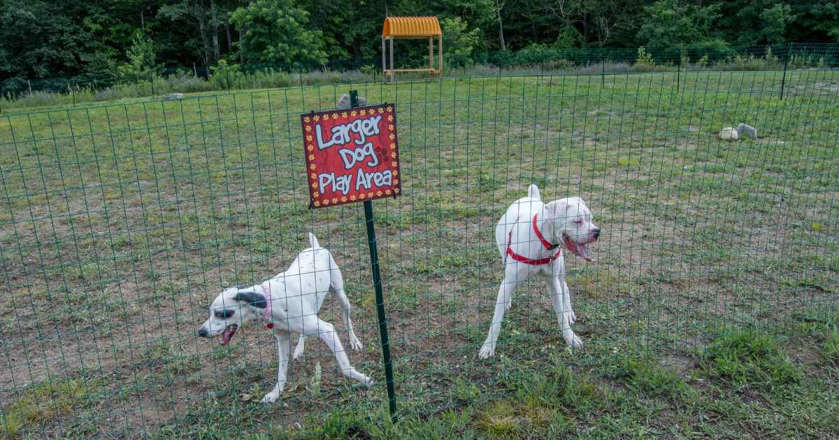 two dogs in fenced in dog park area