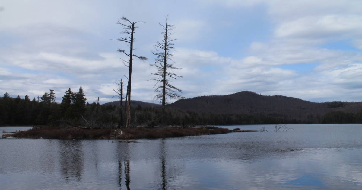 forest by water