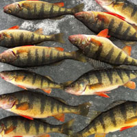 Yellow Perch caught on Lake George
